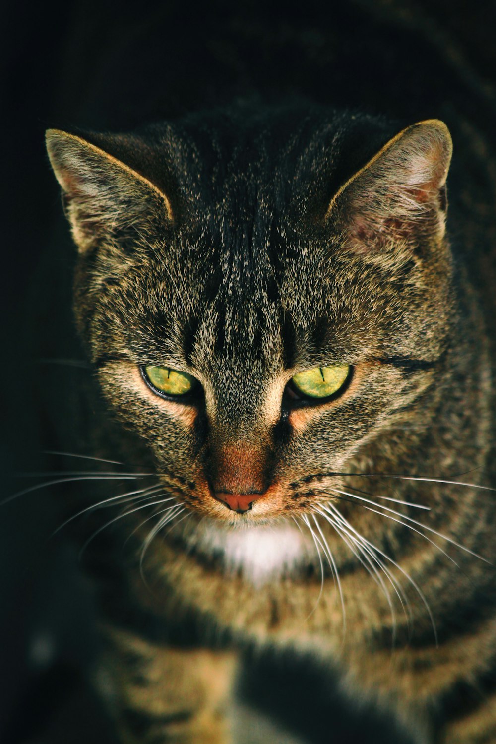 close-up photography of gray tabby cat