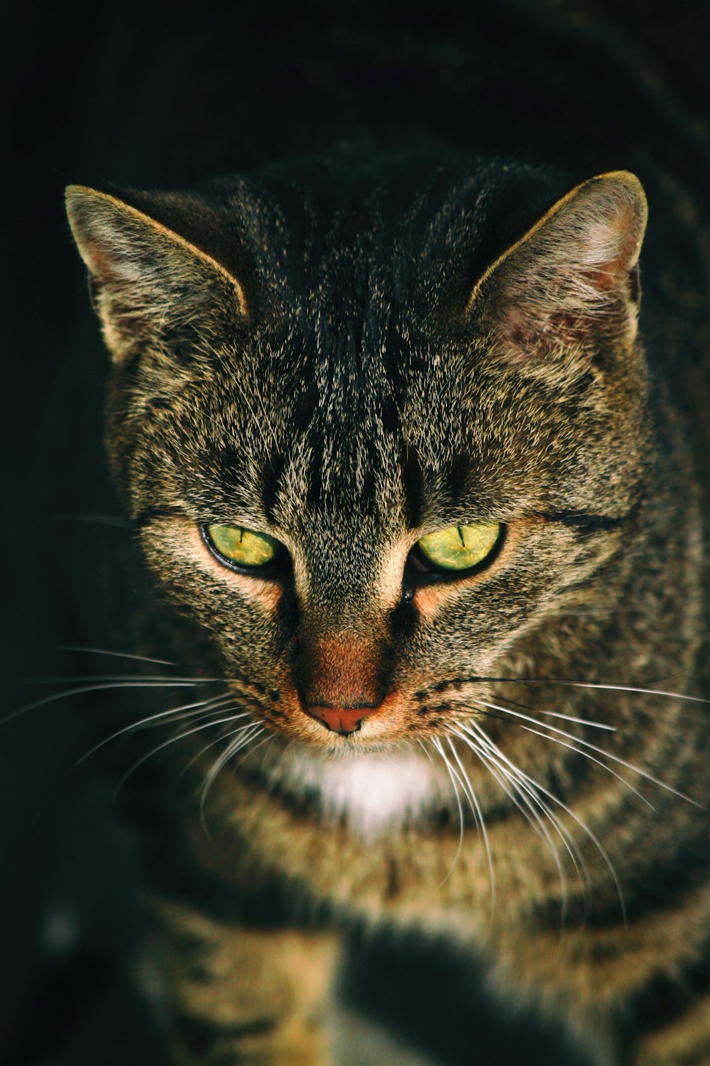 Fotografía de primer plano del gato atigrado gris