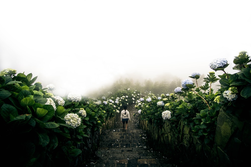 person in white jacket walking down inline of hydrangeas flower field