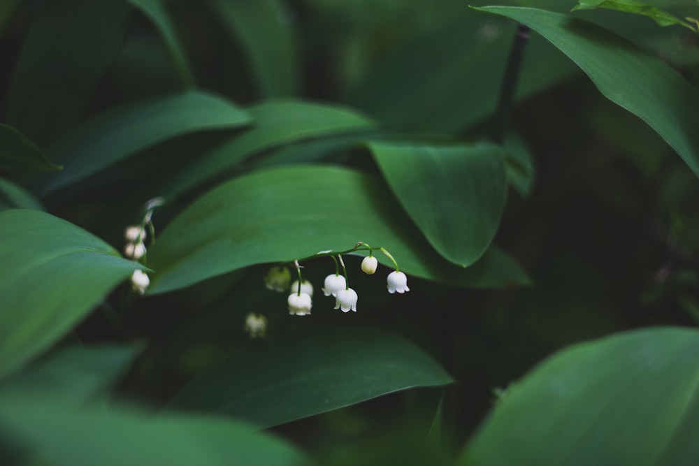 Fotografía de enfoque superficial de flores blancas