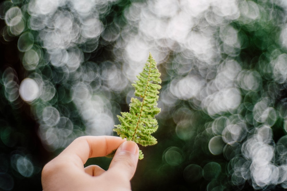 selective focus photography of leaf