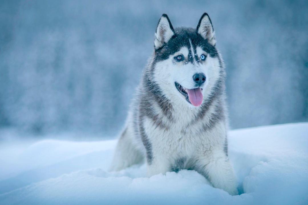 The Siberian Husky: A Fascinating History, Distinctive Traits, and Care Tips