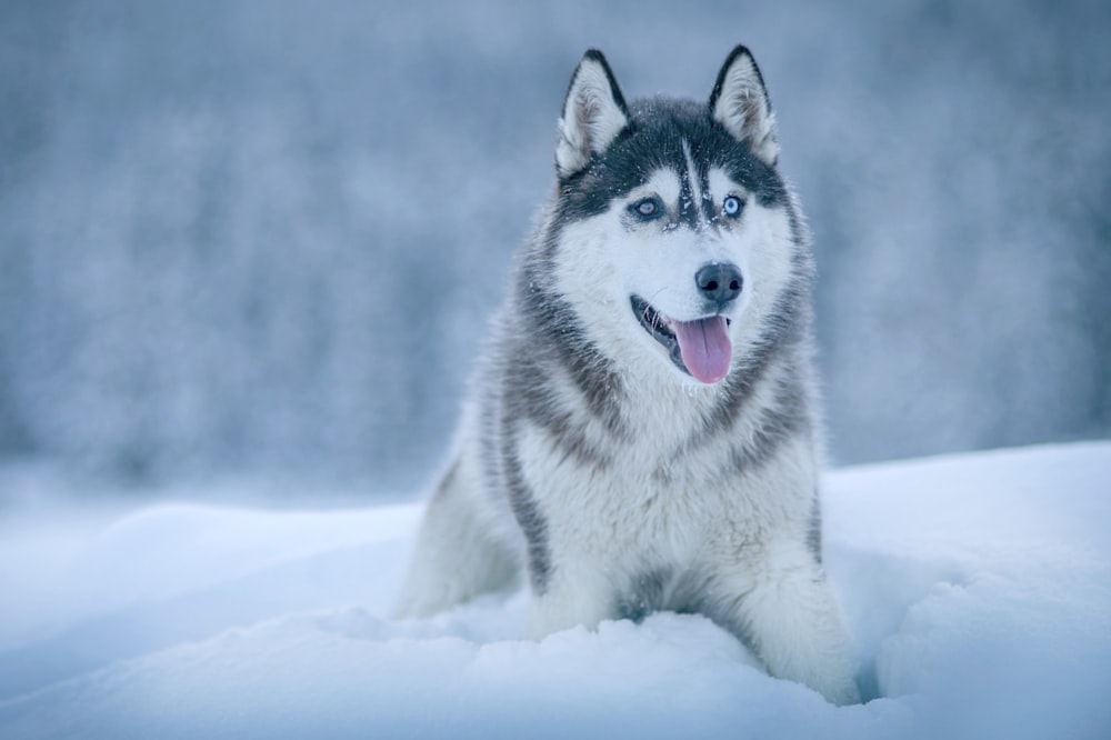 Alaskan Malamute walking on snow field