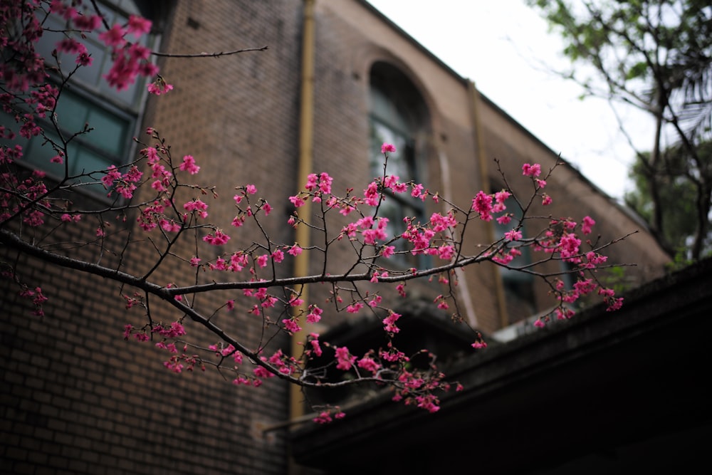 건물 근처의 분홍색 꽃 나무