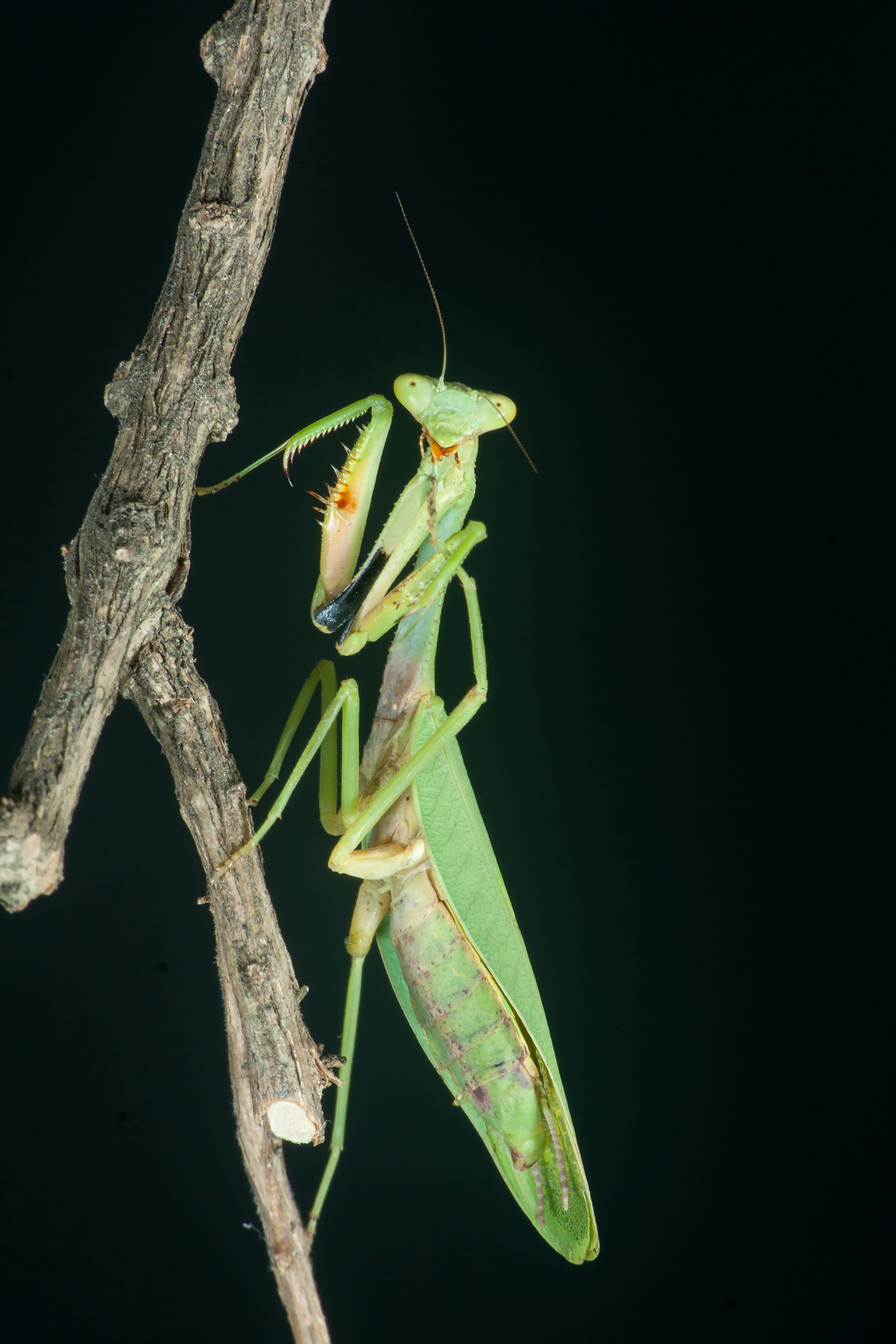 Free Unsplash photo from fritz dörries