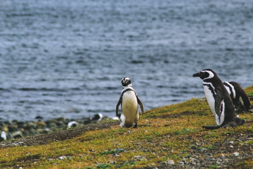 Tres pingüinos en un campo de hierba cerca del mar