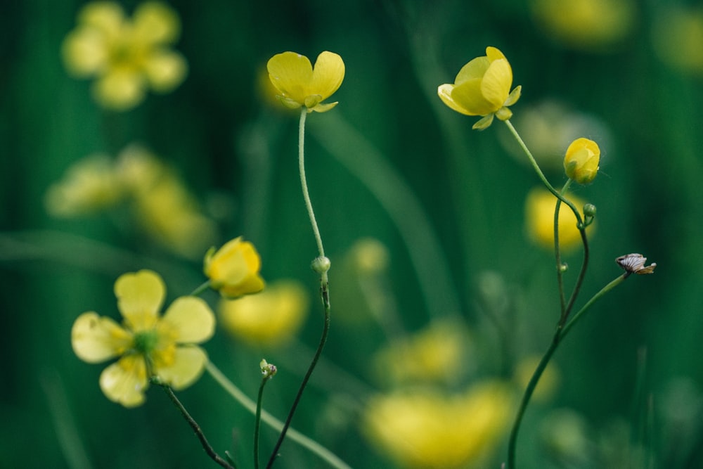 closeup photo of yellow petaled flowers