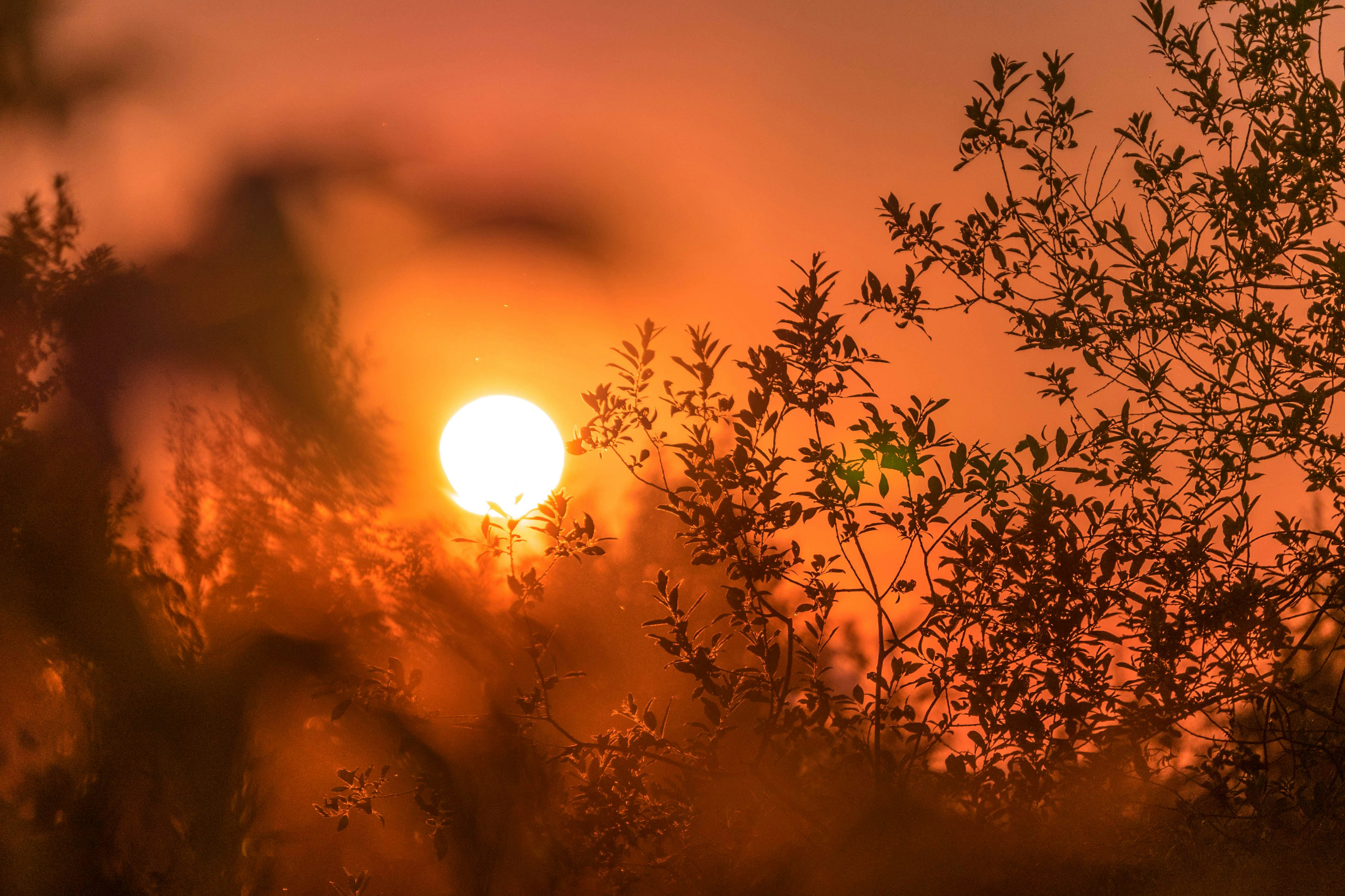 silhouette of trees and sun