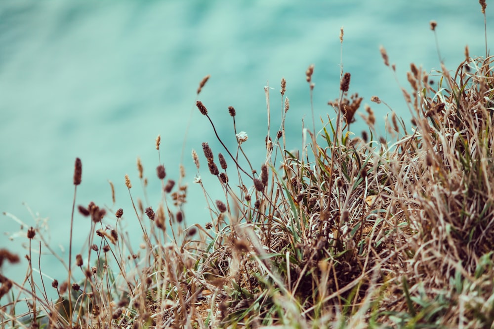 a close up of some grass near the water