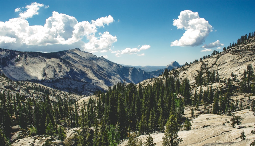 Fotografía de paisaje de montaña con bosque