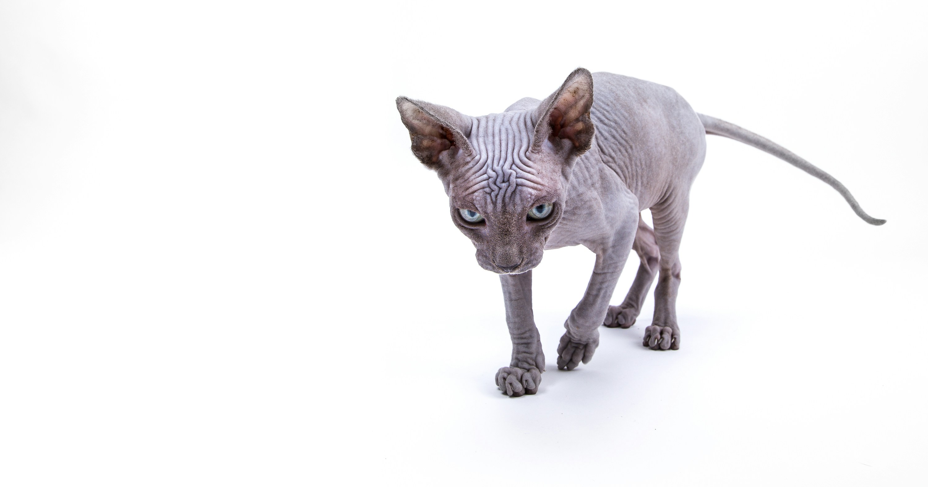 Free Unsplash photo from Andrea Zani