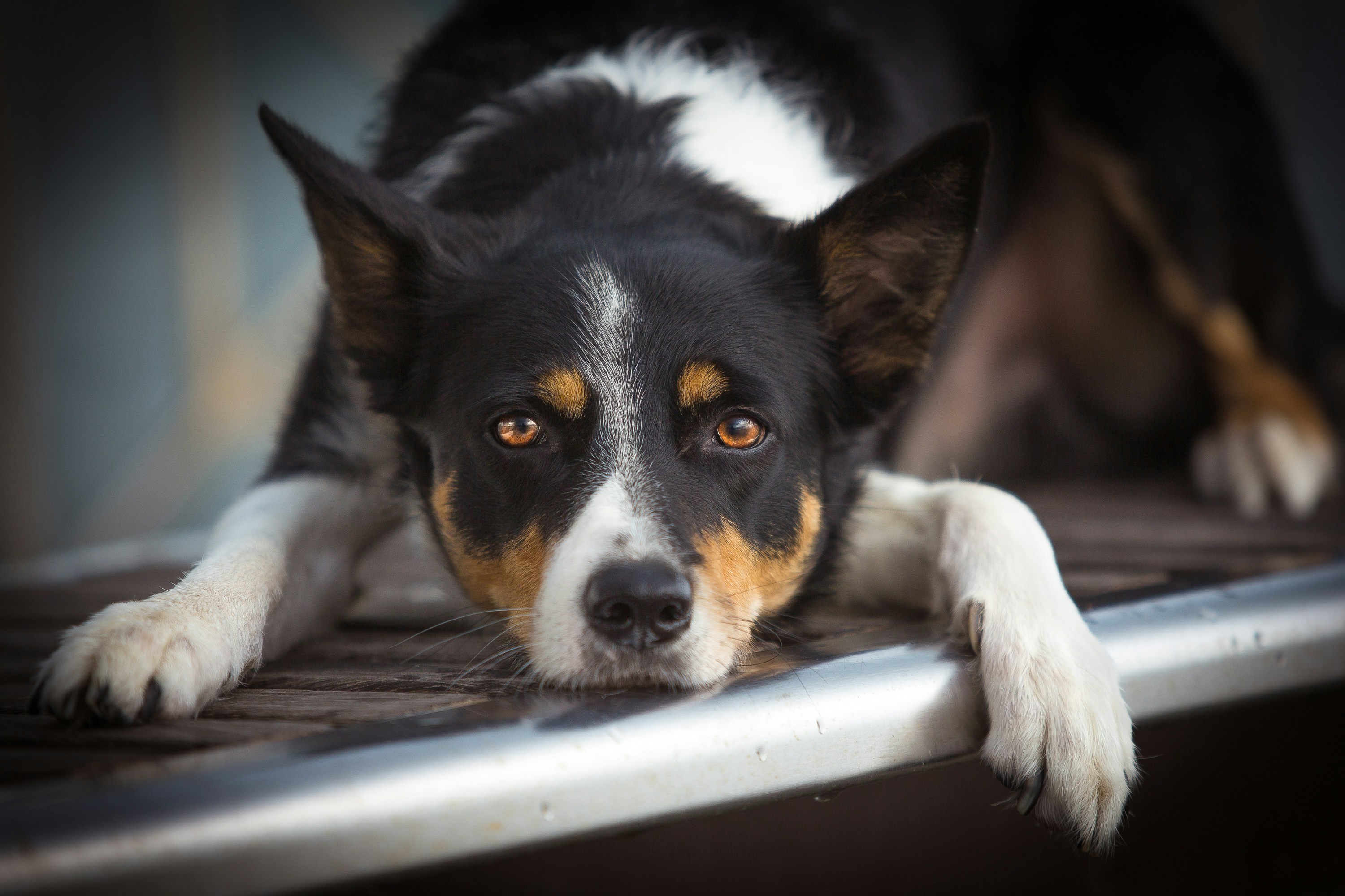 Free Unsplash photo from Andrea Zani