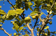 A lemon tree in full bloom with vibrant yellow fruit against a clear blue sky.