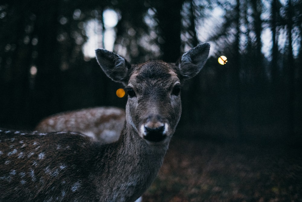 shallow focus photography of fawn