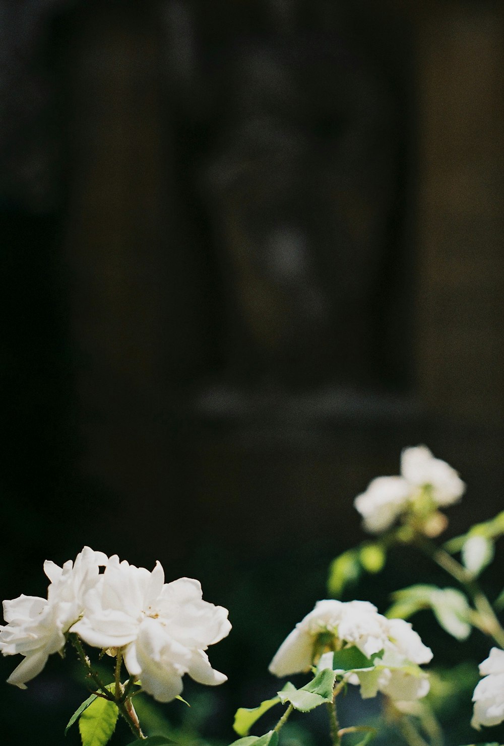 Fotografía de enfoque selectivo de flores de pétalos blancos durante el día