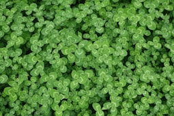 clover - Link to March 2024 Newsletter
