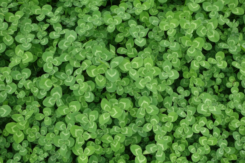 Flores de hoja verde