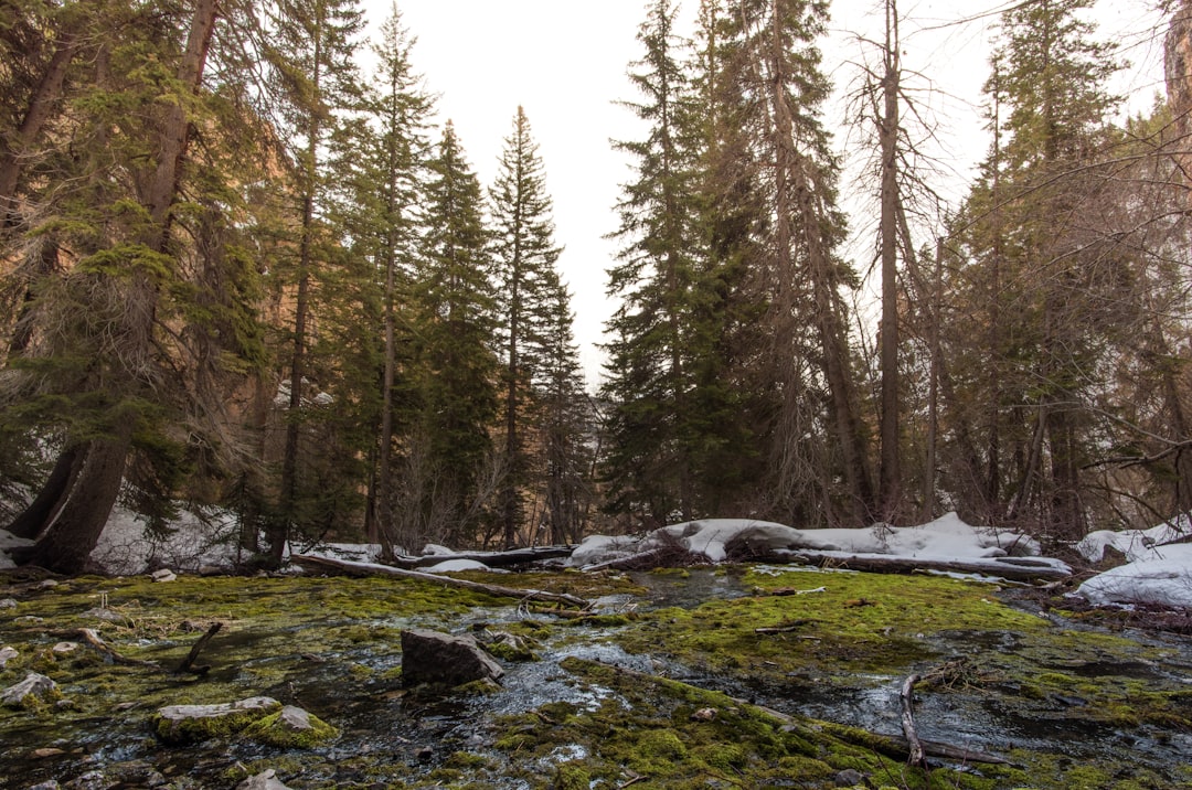 Forest photo spot Hanging Lake Lower Cataract Lake