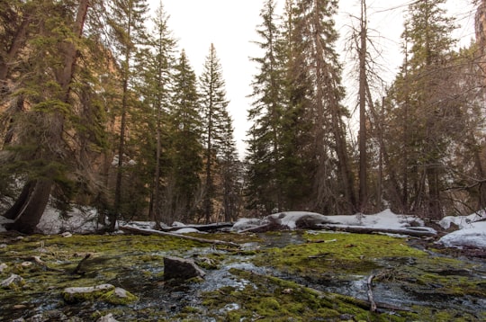 green and brown trees under white sky at daytime in Hanging Lake United States