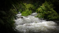 A clean water source surrounded by lush greenery.