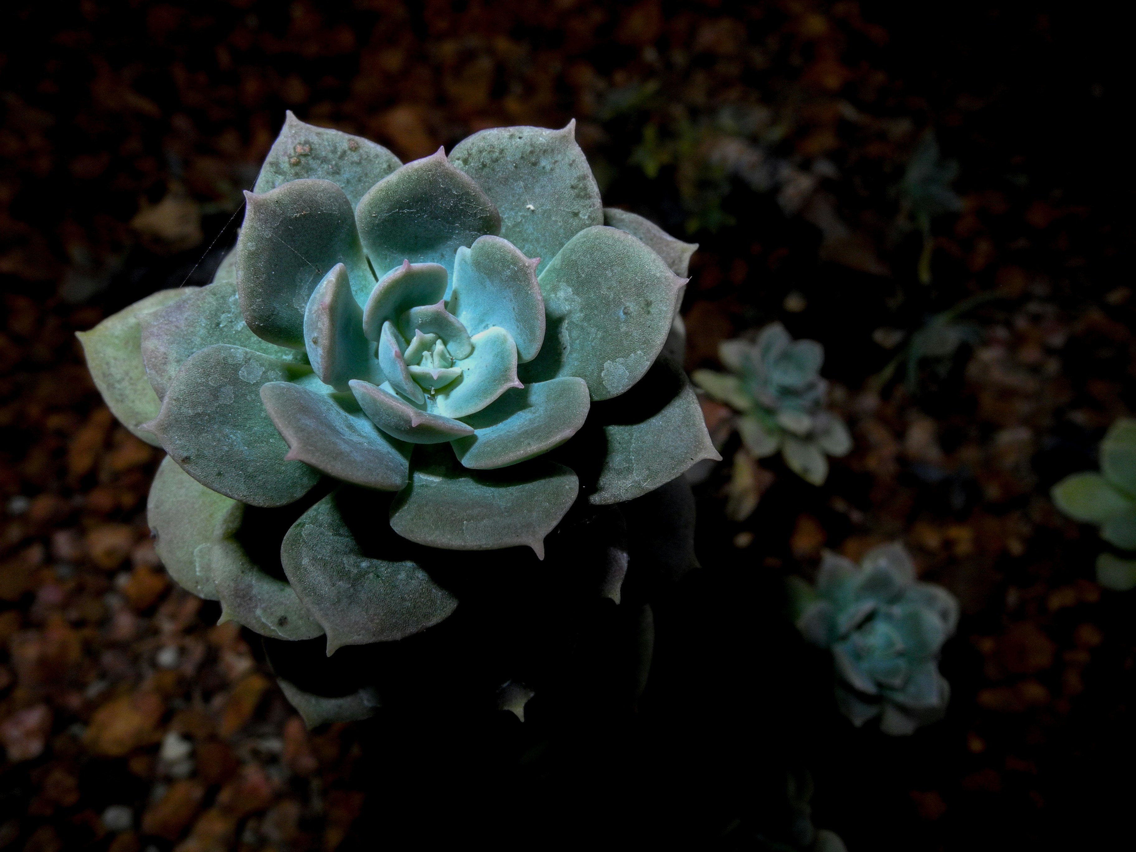 Free Unsplash photo from Enrique Montrí  R. Velázquez