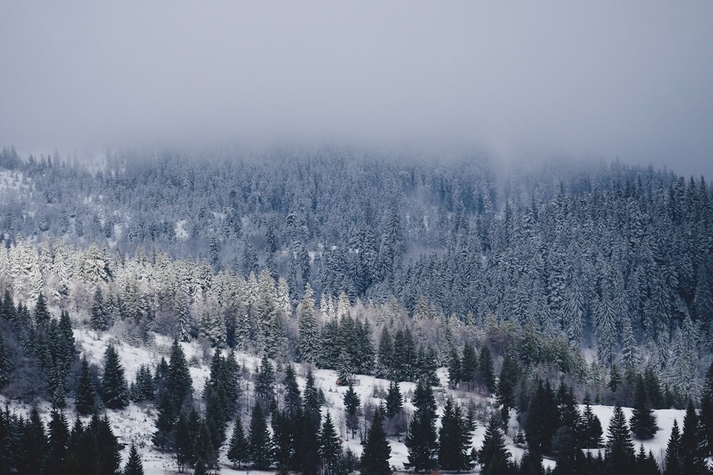 pine tree cover icy