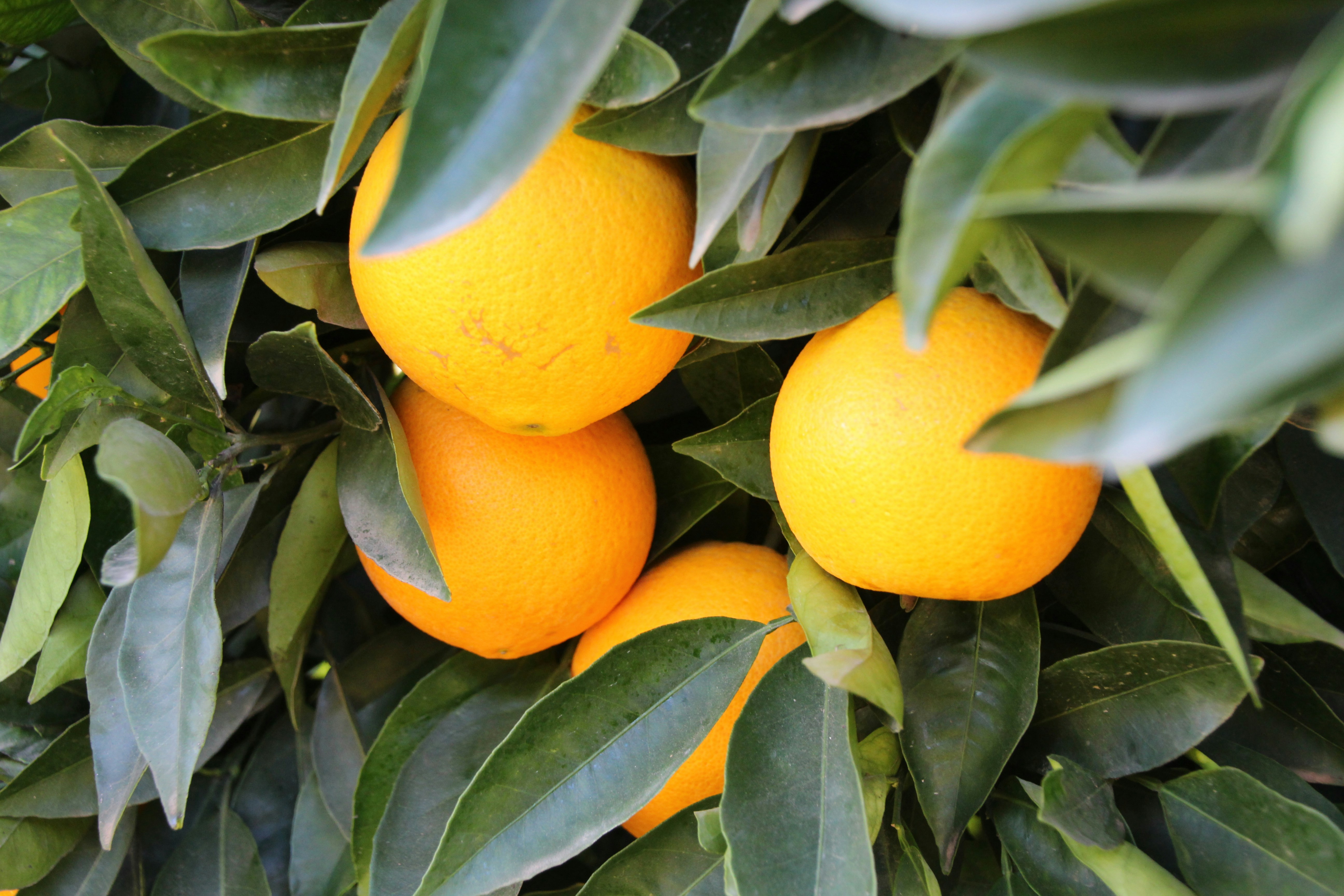 Fresh Nile Oranges