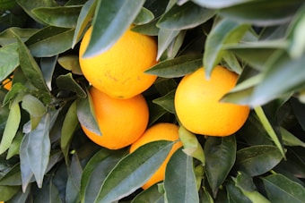 Bright, ripe oranges nestled among lush green leaves on a tree branch. The vibrant orange color of the fruit contrasts with the deep green foliage, highlighting the healthy and fresh nature of the produce.