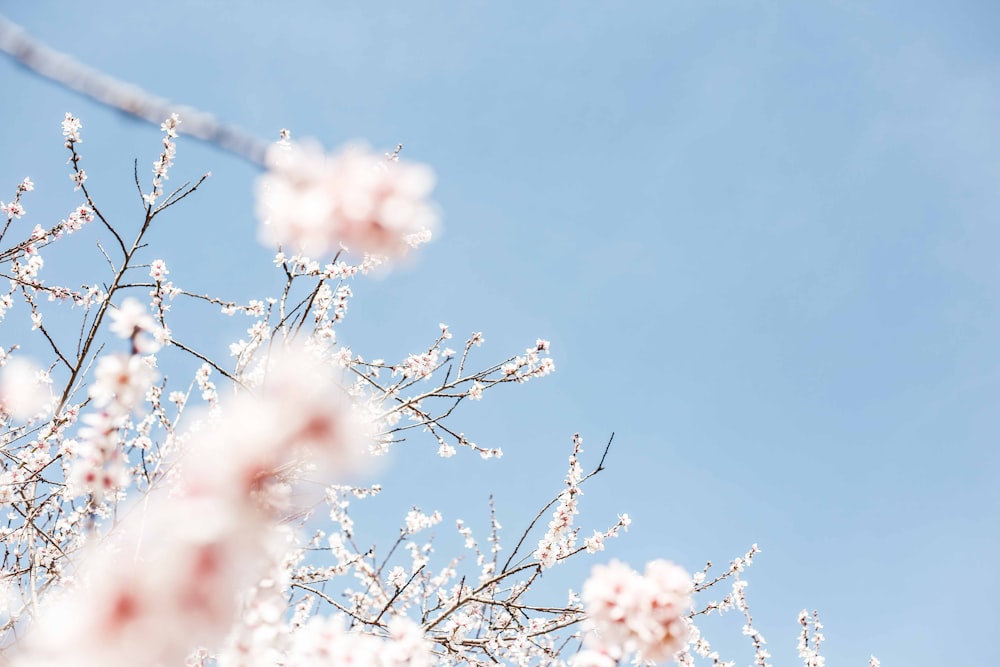 昼間の白い花の木