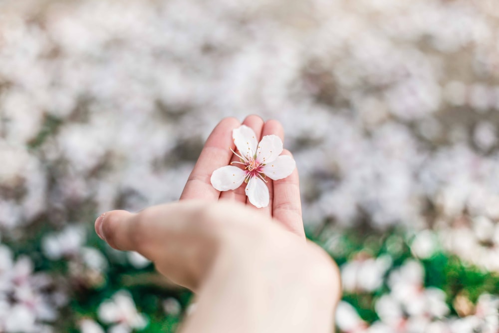 fotografia a fuoco superficiale di fiori di petali bianchi sulla mano della persona