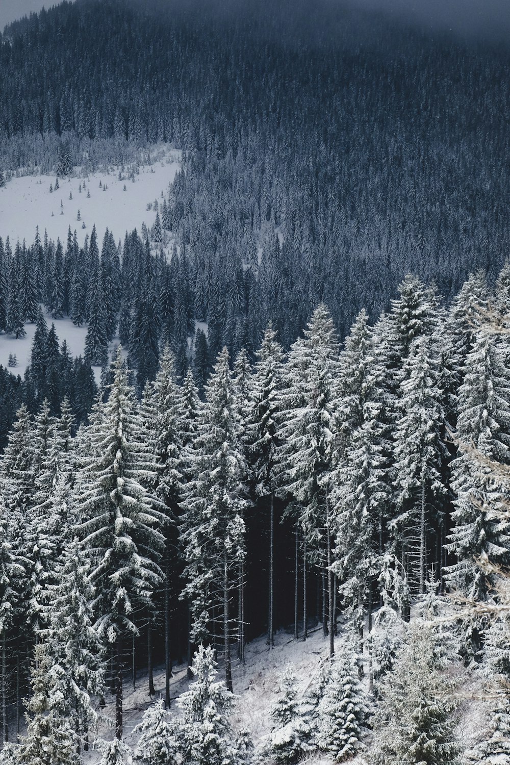 Fotografía aérea de pinos cubiertos de nieve