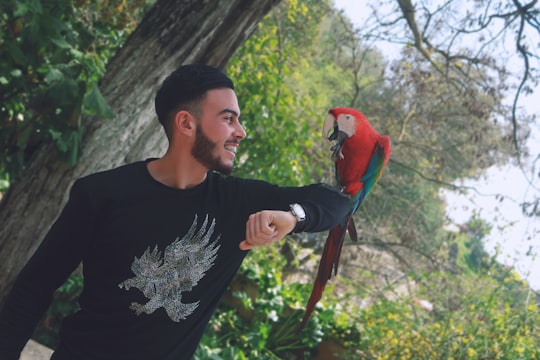 man in black crew neck shirt holding red and blue bird in Chefchaouen Morocco