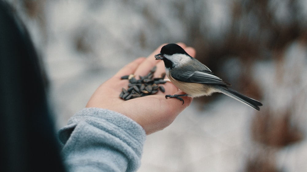 bird perching on person's right hand while eating nuts