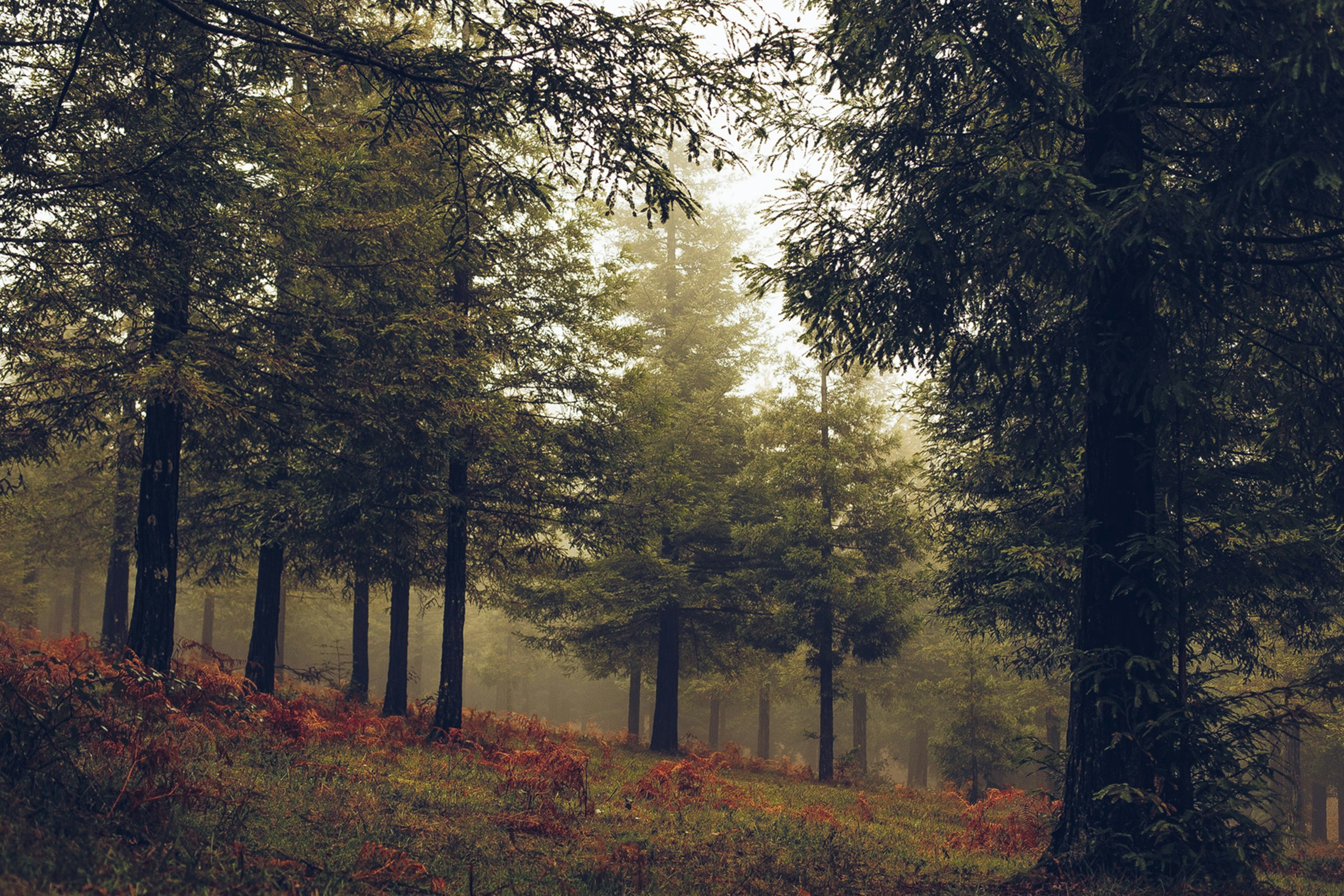 Free Unsplash photo from Antonio Ron