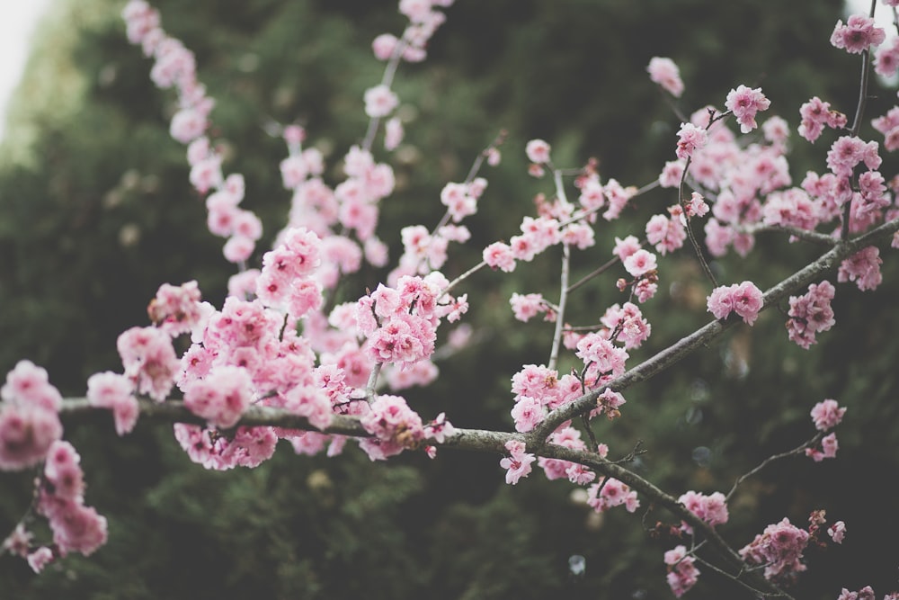 árvores de flor cor-de-rosa