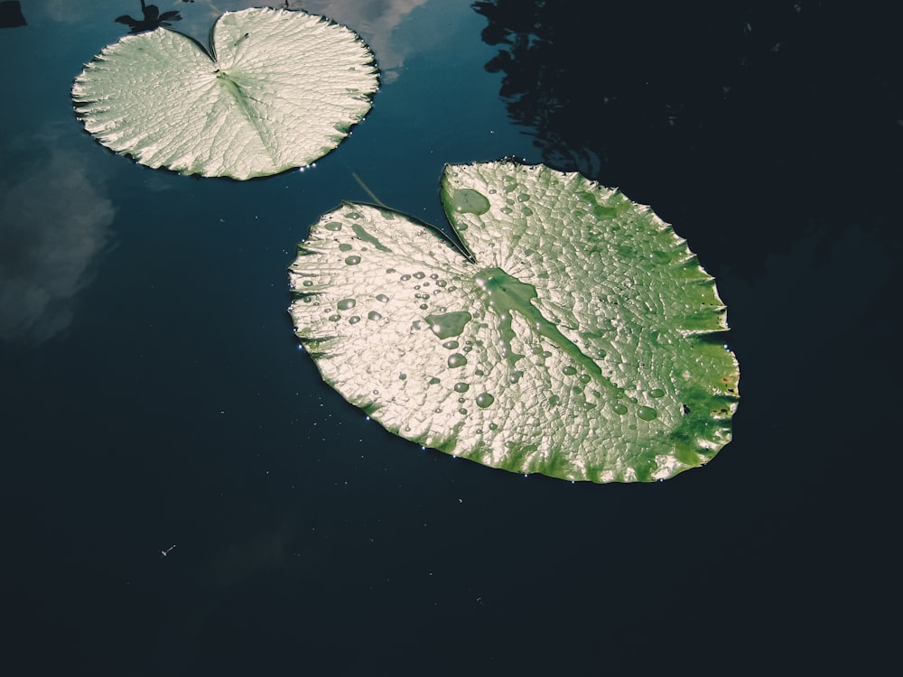 two green leaves on body of water