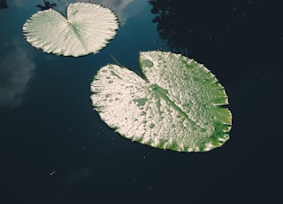 two green leaves on body of water