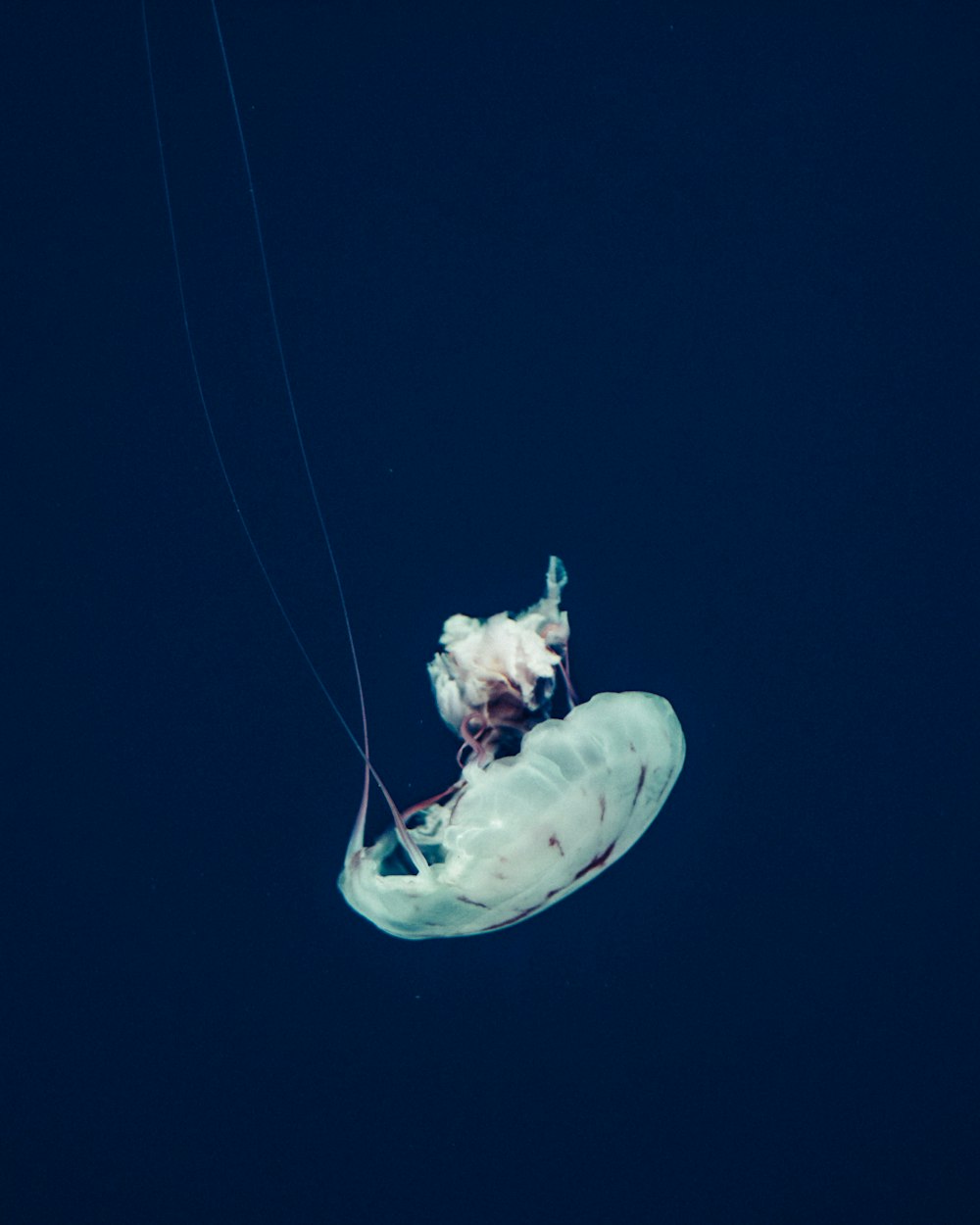 fotografia de close-up de águas-vivas brancas