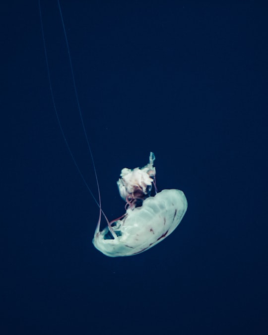 white jellyfish close-up photography in Georgia Aquarium United States