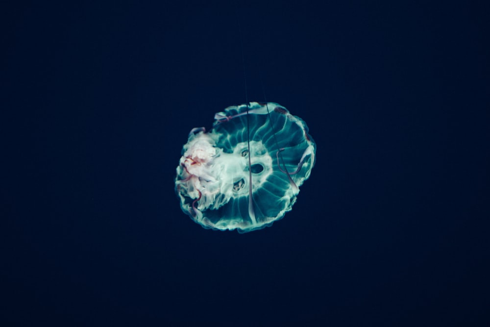 closeup photo of jellyfish