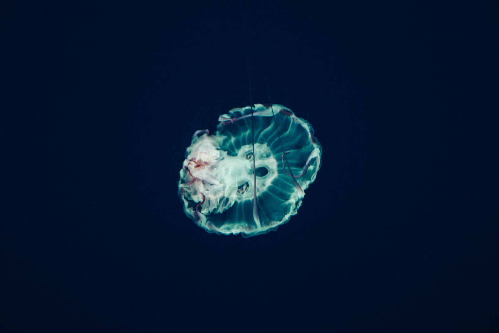 Canon EOS 60D + Sigma 30mm F1.4 EX DC HSM sample photo. Closeup photo of jellyfish photography