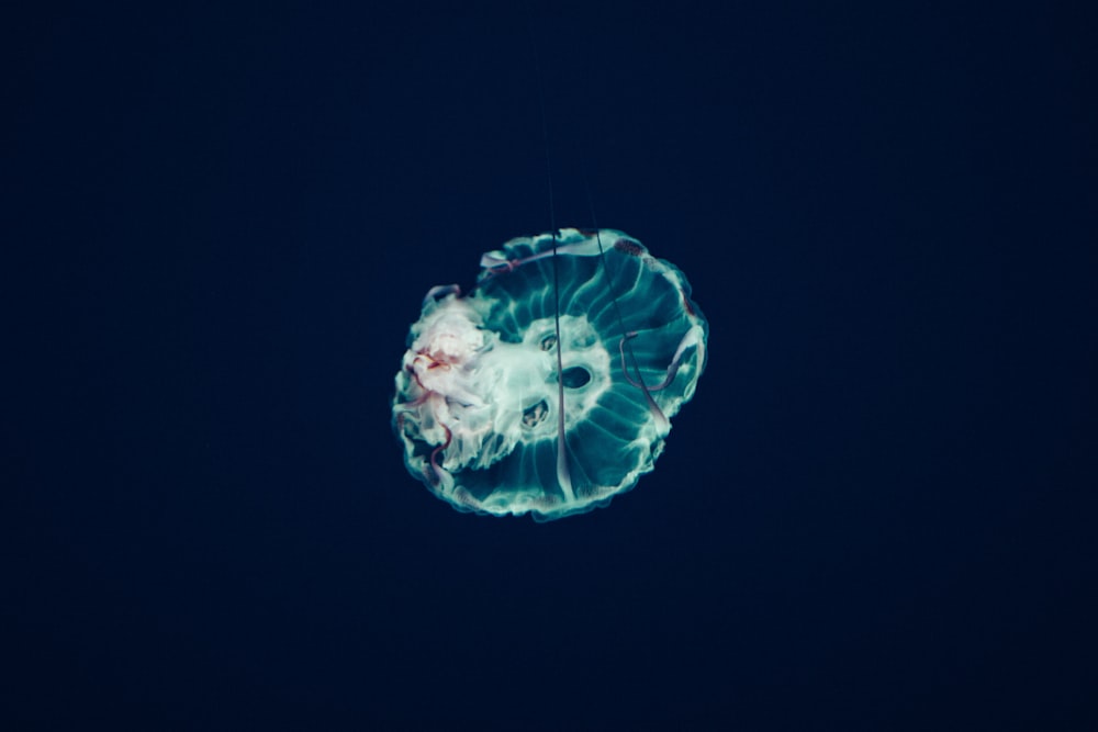 foto de closeup de águas-vivas