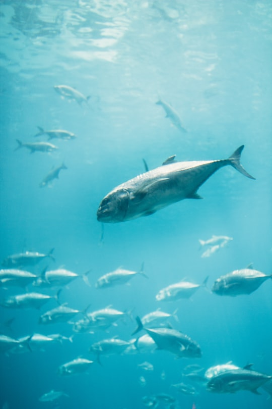 fishes in sea in Georgia Aquarium United States