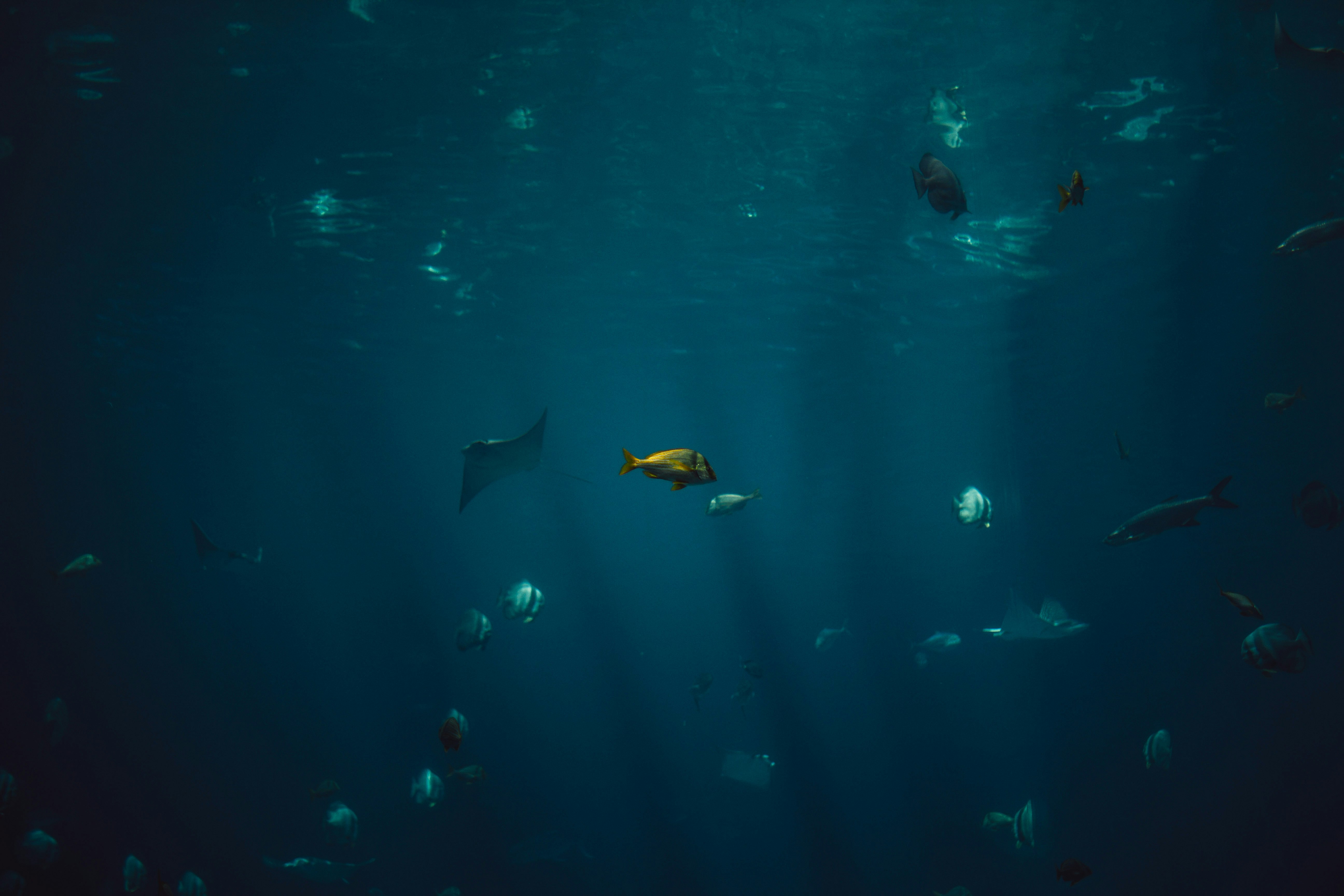 school of fish