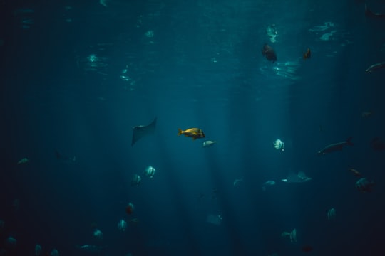 school of fish in Georgia Aquarium United States