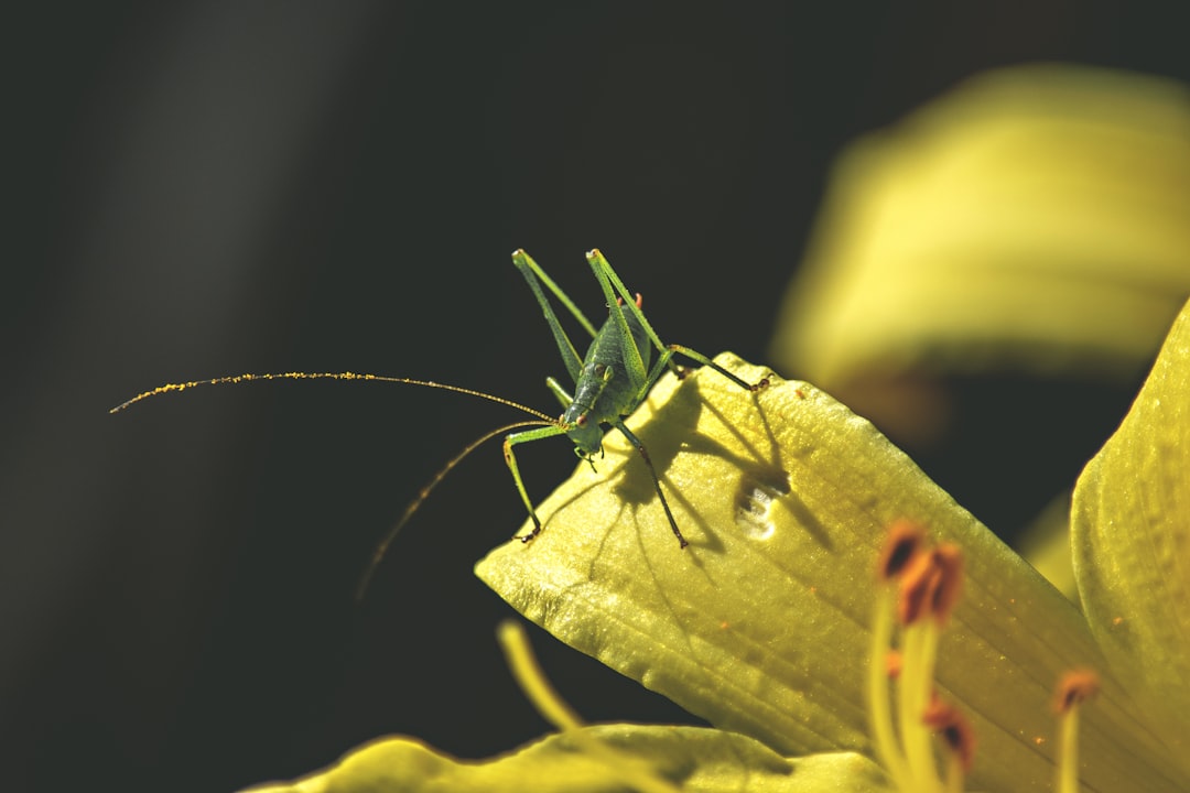 green katydid