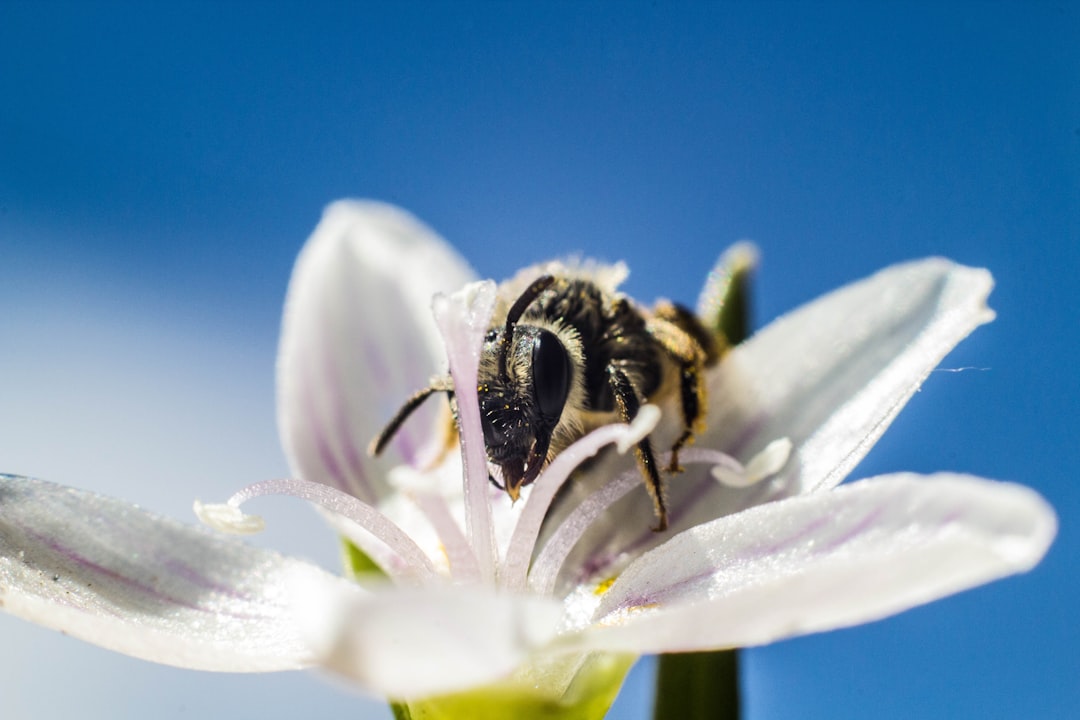 shallow focus photography of honeybee on top of white flower