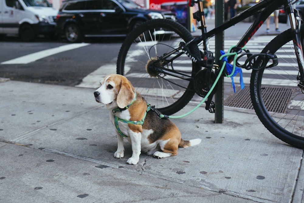 brauner und weißer Beagle-Welpe, der an einem Fahrrad neben der Straße befestigt ist
