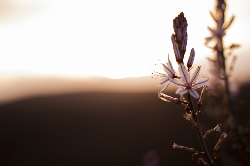 Fotografía de enfoque superficial de flores moradas