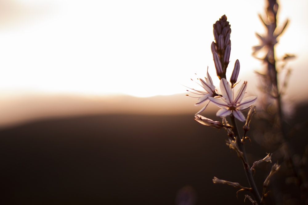 Fotografia de foco raso de flores roxas